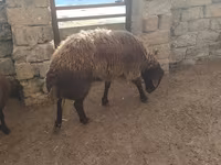 قوچ, گوسفند — عکس 3