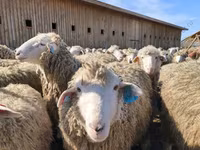 Berbec, Dorset horn sheep — foto 5