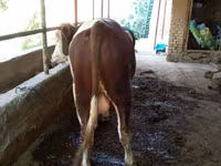 گاو نر, Simmental cattle — عکس 5
