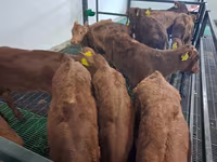گاو نر, Simmental cattle — عکس 2