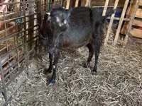 Ged, Nubian Goat — foto 2