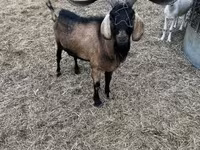 Bode, Nubian Goat — foto 1
