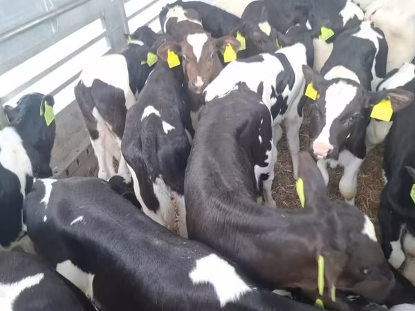 Stier, Russian Black pied cattle