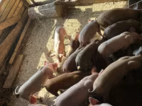 Doofaar lab, Pigs — sawirka 1