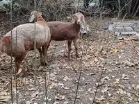 Får, Hissar sheep — foto 7