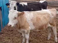 Bik, Simmental cattle — fotografija 5