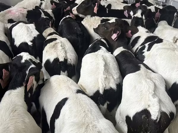 Bik, Holštajnska rasa