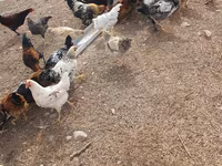 Chickens — zdjęcie 6