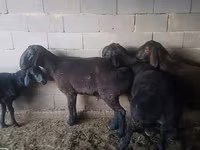 Ram, Hissar sheep — photo 5