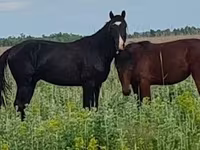 Էգ ձի, Kazakh horse — լուսանկար 8