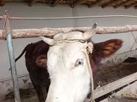 Toro, Mucca kazaka a testa bianca — foto 1