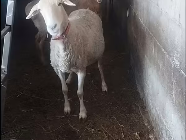 Sheep, Sheep — Kyrgyzstan