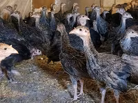 Guinea fowl — foto 1