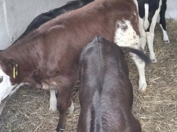 Mucca, Simmental cattle