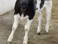 Ng'ombe dume, Russian Black pied cattle — picha 2