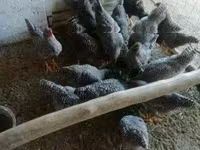 Chickens — Foto 2