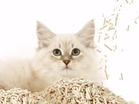 PETKIT Occult Blood Test Mixed Cat Litter (Qan Testi Qumu) Sağlamlıq — عکس 5
