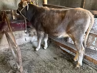 گاو نر, گاو — عکس 1