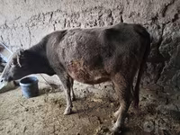 گاو ماده, گاو — عکس 2