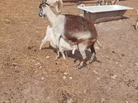 تيس, Saanen goat — الصورة 8