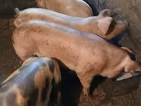 Scrofa, Maiali — foto 4