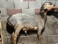 Ovan, Edilbay sheep — fotografija 2