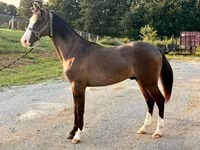 اسب نر, Rocky Mountain Horse — عکس 3