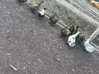Ducks — foto 2