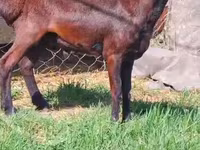 قوچ, Hissar sheep — عکس 4
