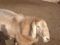 Montone, Arashan sheep — foto 1