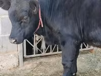 Bulle, Aberdeen-Angus — Foto 7