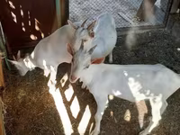 แพะตัวเมีย, Saanen goat — รูปภาพ 5