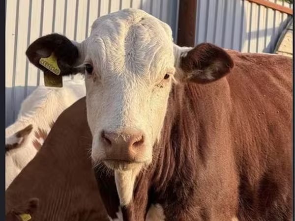 Mucca, Mucca kazaka a testa bianca