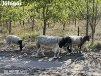 میش, Dorper sheep — عکس 1