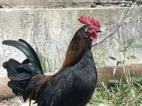 Japansk Bantam — foto 3