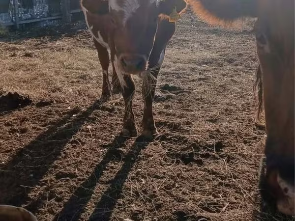 گاو نر, Swiss cattle