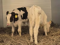 ወንድ በሬ, Simmental cattle — ፎቶ 2