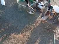 Ducks — รูปภาพ 3