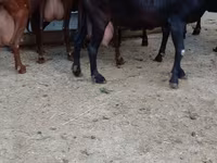 عنزة, Murcia-Granada goats — الصورة 5