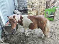 اسب (گروه، جنسیت مشخص نشده), Miniature horse — عکس 3