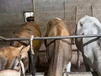 गाय, Simmental cattle — फ़ोटो 7