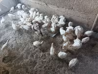 Chickens — รูปภาพ 3