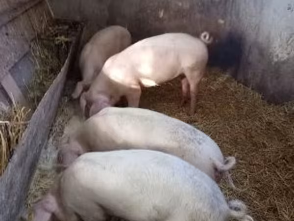 Prasnice, Крупная белая