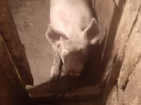 Scrofa, Maiali — foto 1