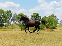 Kůň, American paint horse — foto 1