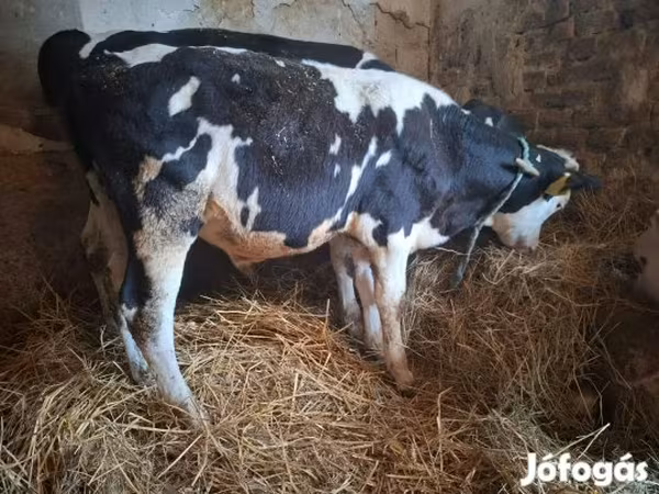 Bou, Russian Black pied cattle