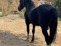 اسب نر, اسب — عکس 4