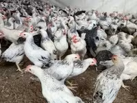 Chickens — ფოტო 1