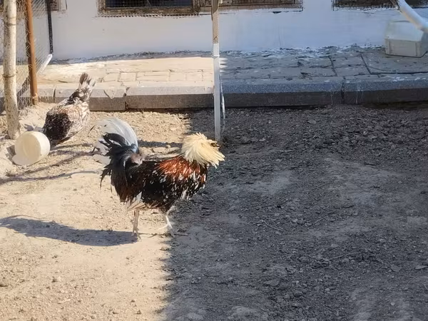 Куры