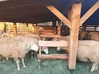Ram, Sheep — photo 1